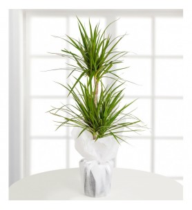 2'Li Marginata