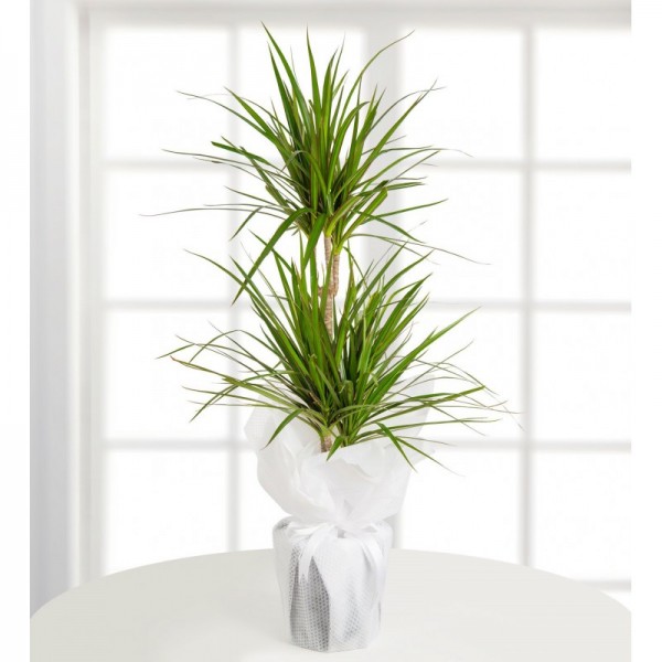 2'Li Marginata