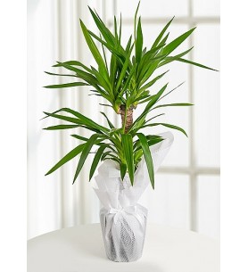 2'lİ Yucca