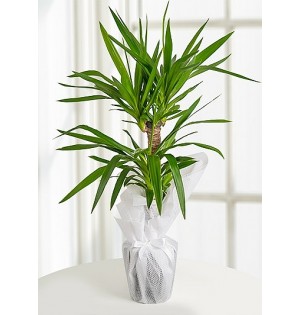 2'lİ Yucca