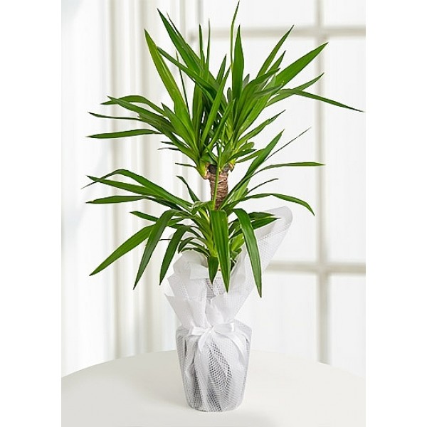 2'lİ Yucca