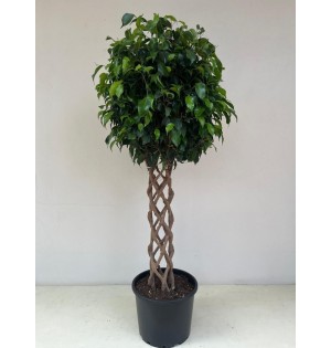 Örgülü Ficus