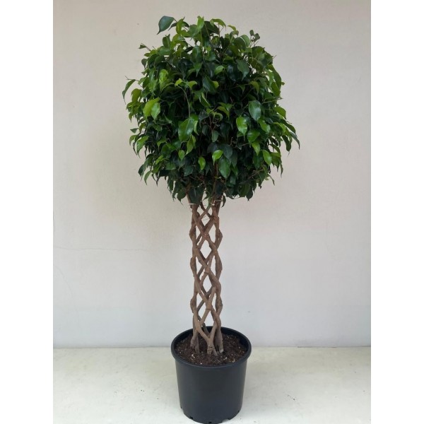Örgülü Ficus
