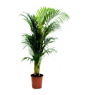 Areca Bitkisi