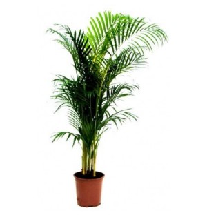 Areca Bitkisi