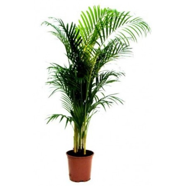 Areca Bitkisi