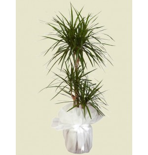 3'Lü Marginata
