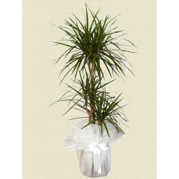 3'Lü Marginata