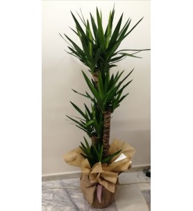 3'Lü Yucca