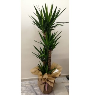 3'Lü Yucca