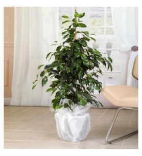 Ficus & Benjamin