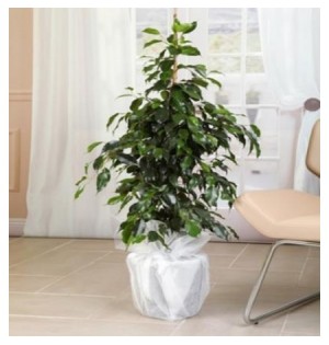 Ficus & Benjamin