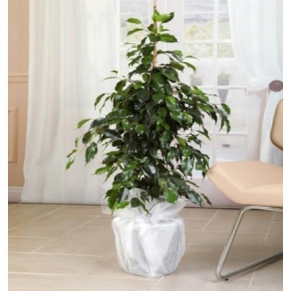 Ficus & Benjamin